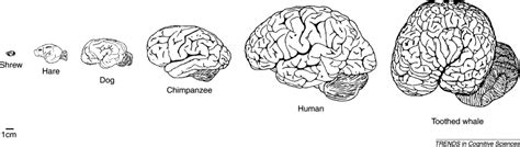 Evolution Of The Brain And Intelligence Trends In Cognitive Sciences