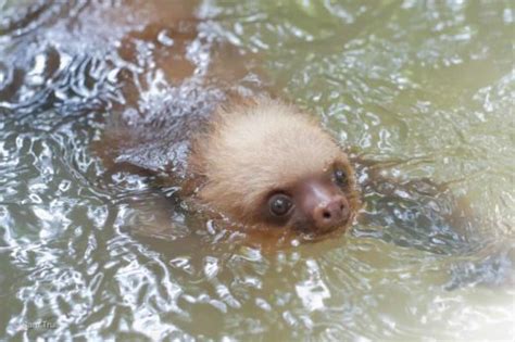 Swimming Squeaking And More 5 Sloth Facts Explained