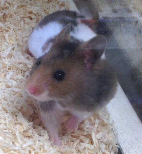 Syrian hamsters are a useful small animal model for the evaluation of vaccines, immunotherapies, and antiviral drugs. syrian hamster | Angell Pets - The Friendliest Pet Shop In ...