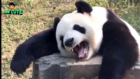 Soo 😍cute Mother Panda Fun With Cute Baby Panda 2020🐼 Youtube