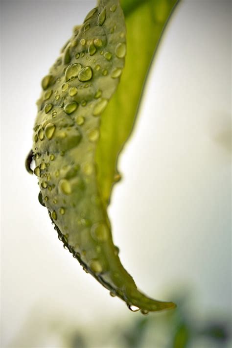 Free Picture Raindrop Green Leaf Macro Close Up Moisture Liquid