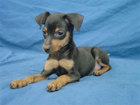 Such Good Dogs Breed Of The Month Miniature Pinscher