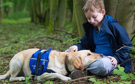 Niños Con Autismo Mejoran Su Calidad De Vida Junto A Perros De Asistencia