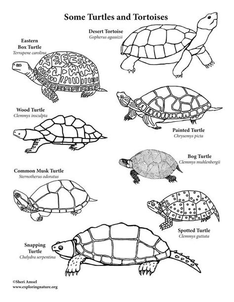 39+ box turtle coloring pages for printing and coloring. Pin on turtle coloring page