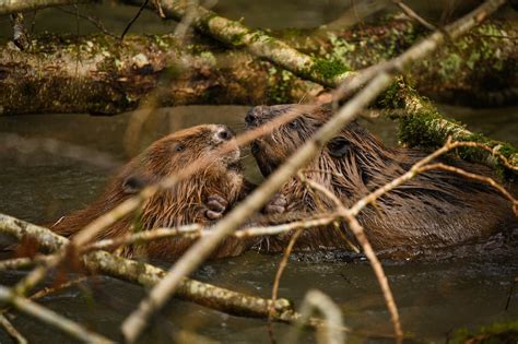 Greenminds Plymouths New Female Beaver Arrives