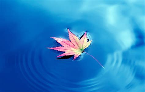 Fall Leaves Water Desktop Wallpaper