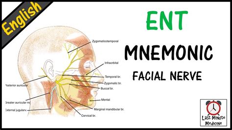 Ent How To Remember Facial Nerve Mnemonics Last Minute Medicine