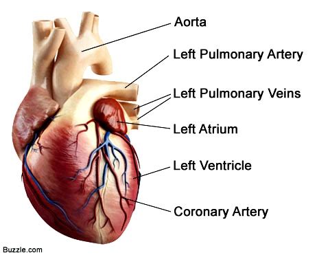 Tissues, organs, & organ systems. Organs on the Left Side of the Body