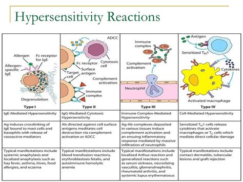 Hypersensitivity Reactions Lecture Notes