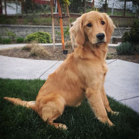Size At 6 Months Old Golden Retriever Dog Forums