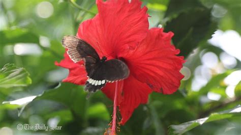 bangladesh butterfly park search your recreational places