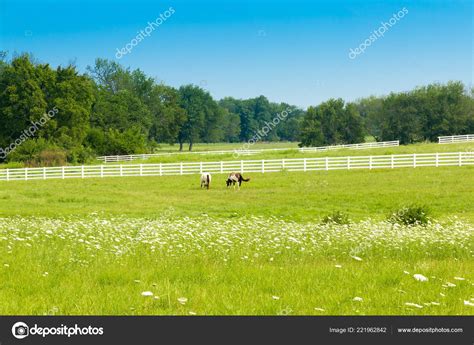 Horses Green Pastures Horse Farms Country Summer Landscape Stock Photo