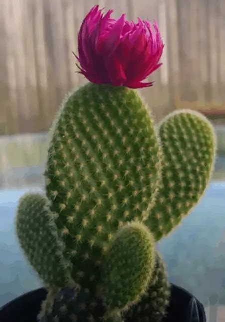 How To Care For Bunny Ear Cactus The Green Experiment Company
