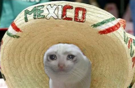 Mexican Big Hat Sad Cat Rsadcats