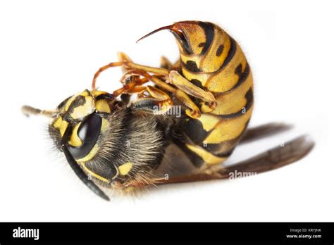 Dead Stinging Bee Or Wasp Wing Animal Insect Macro Stock Photo Alamy