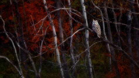 Alberta Owl Bing Wallpaper Download