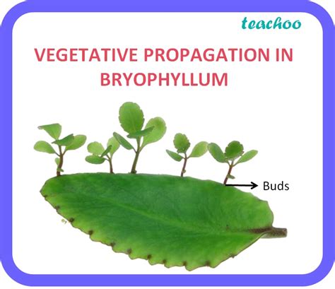 Class 10 Vegetative Propagation Definition Examples Types
