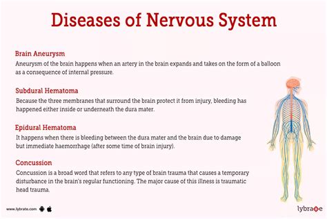 Nervous System Human Anatomy Picture Functions Diseases And Treatments