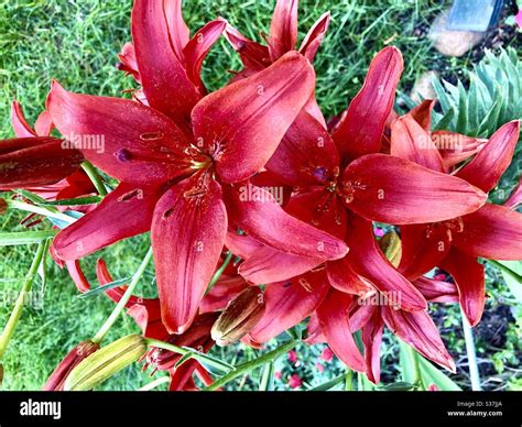 Red Asiatic Lily Stock Photo Alamy