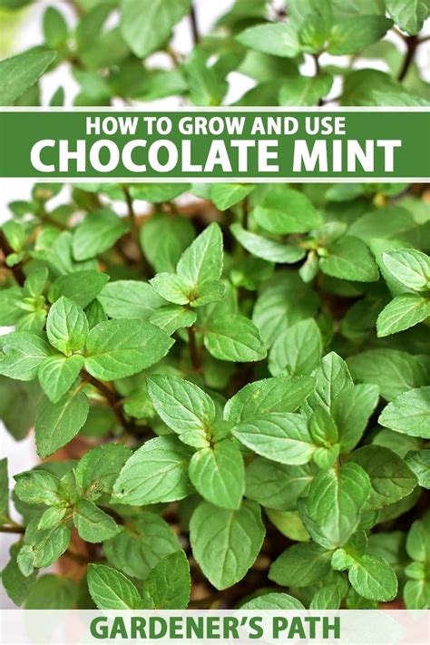 How To Grow And Use Chocolate Mint Gardeners Path Mint Plants