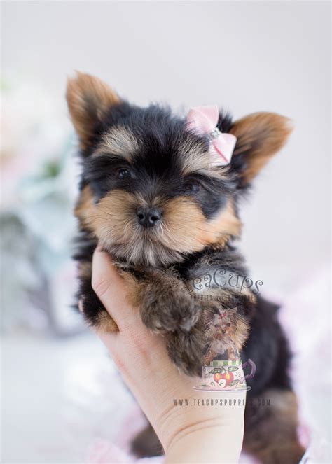 Welcome to south florida's original teacup puppy boutique, where we've been specializing in tiny teacup puppies and toy breed puppies for sale in south florida for nearly 2. Teacup Yorkie Puppies For Sale South Florida | Teacups ...