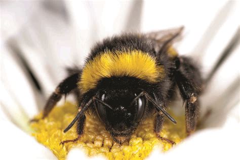 Managed Honeybees Linked To New Diseases In Wild Bees