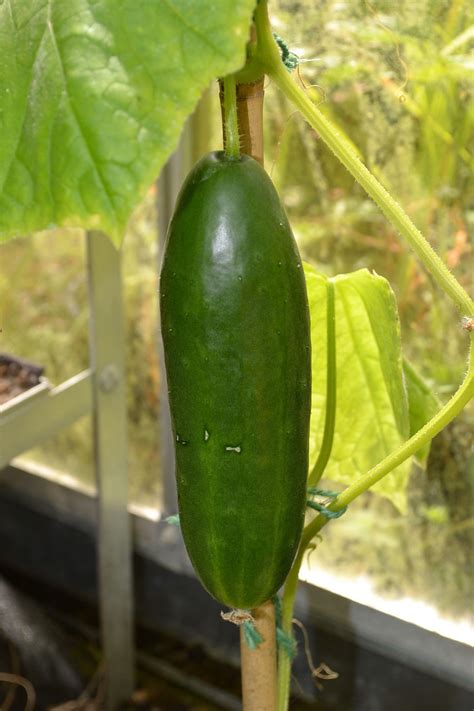 Most of us are familiar with cucumbers, they are one of the most popular produce items around the world, but when it comes down to it, is the look no further, because the answer is, cucumbers are technically both! Cucumber La Diva F1 | Cucumber | Premier Seeds Direct ltd