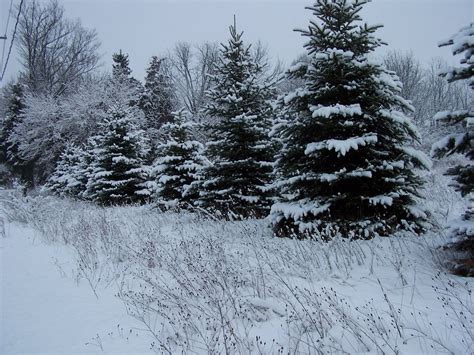 41 Winter Pine Trees Wallpaper On Wallpapersafari