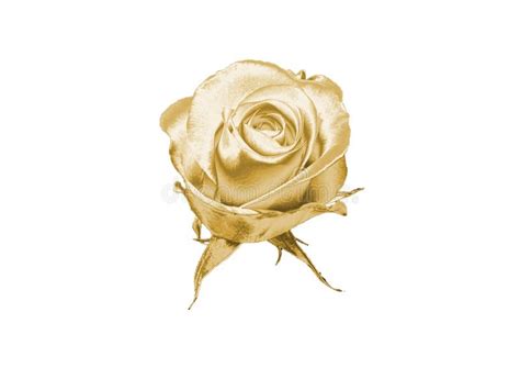 Gold Rose Stock Photo Image Of Abstraction Bouquet 96026246