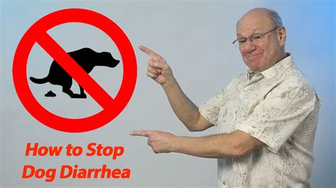 How To Stop Dog Diarrhea Dr Baritz