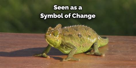 Chameleon Meaning Symbolism And Totem Read It Carefully