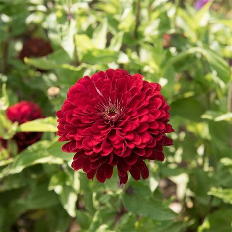 A Large Red Flower With Green Leaves In The Background