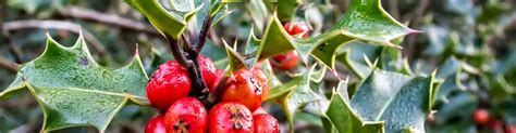 Aktuelle jobs alle regionen und städte kostenlos lebenslauf anlegen. Baumschule / Garten- Landschaftsbau
