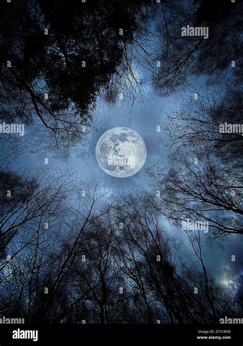 Spooky Full Moon And Dark Forest Stock Photo Alamy