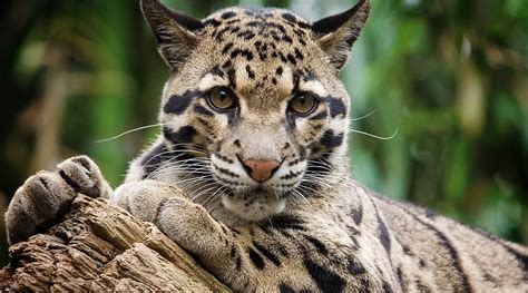 Suzys Animals Of The World Blog The Clouded Leopards