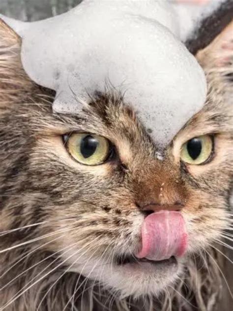 15 Surprising Reasons Cats Stick Out Their Tongues Story The Discerning Cat