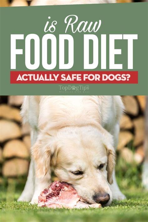 Usually once a dog starts on raw wild they love it and are very happy with their new healthy diet. Is Raw Food Diet Safe for Dogs? | Raw food recipes, Raw ...