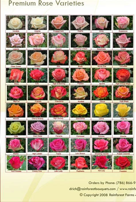 Roses And Its Names Roses Names And Collection Pinterest Flowers