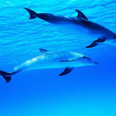 Картинки синева море пара дельфинов крохи водакрасота
