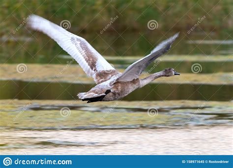 The Grey Swan Fly On The Swan S Lake Stock Image Image Of Color
