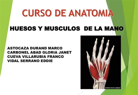 Huesos Y Musculos De La Mano Maria Martinez Udocz