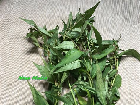 We did not find results for: warna warni hidupku..............: Jom Kenali Pucuk-Pucuk /