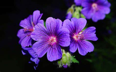 Tuyển Chọn 500 Bộ Hình ảnh Bông Hoa Tím đẹp Mới Nhất Wikipedia