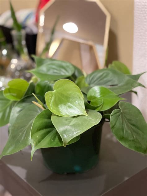 Heart Leaf Philodendron Philodendron Hederaceum Etsy