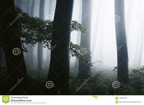 Close Up Of Dark Trees In Spooky Foggy Forest Strange Bright Light In