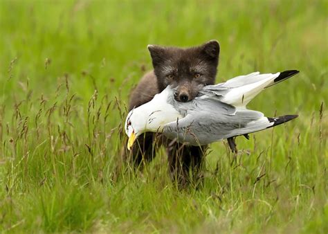 Dg Wildlife By Dalia Kvedaraite And Giedrius Stakauskas Arctic Fox