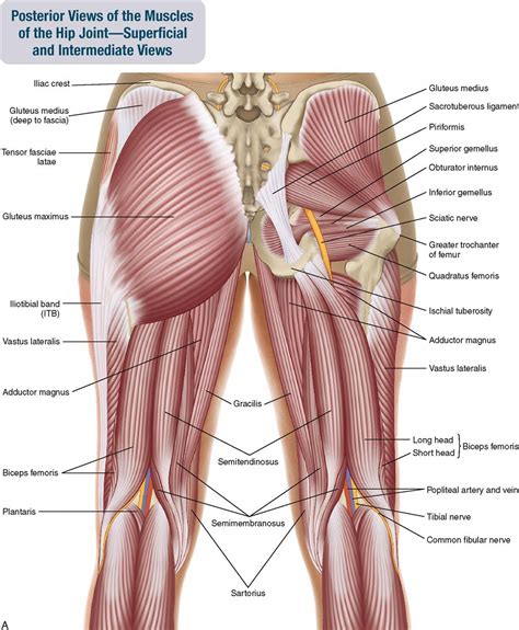 Posterior View Of The Muscles Of The Hip Thigh And Lower Leg The Best