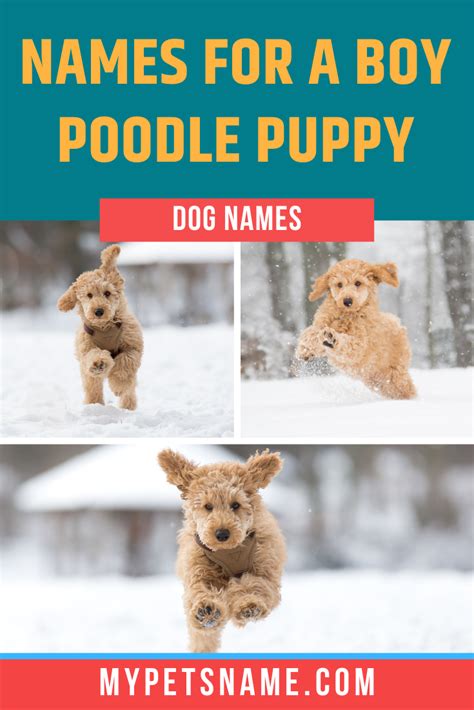 Boy Poodle Names Shichon Puppies Puppy Names Poodle Puppy