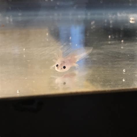 A Little Different But Here Is Our New Baby Axolotl Raww