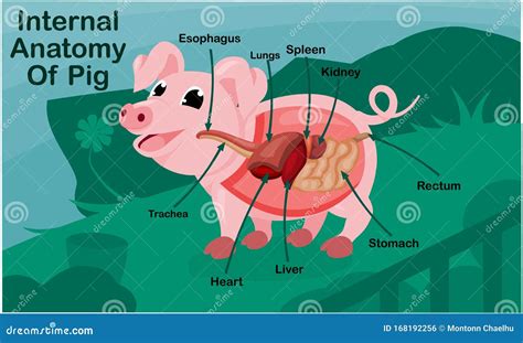 Anatomy Of Pig On Green Garden Stock Vector Illustration Of Life